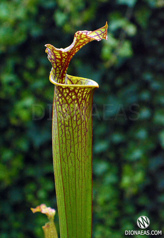 Sarracenia hybrid 12