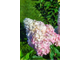 Гортензия метельчатая  Pink Lady