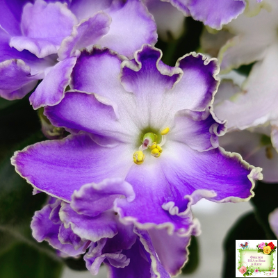 LV-Цветы для Любимого (Л. Шевелева) 2025 г. трейлер (клакамасный лонг)