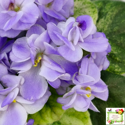 Rob's Wascally Wabbit (R. Robinson) (10983) 05/16/2018