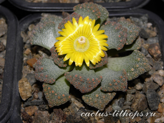 Titanopsis calcarea SB2186 Bundu, Prieska (MG) - 5 семян