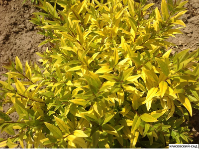 Бирючина Ауреа - Aurea