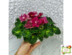 ВаТ-Супер Мама (Т.Валькова) 2020 г.