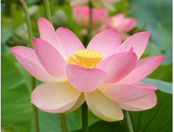 Лотос розовый / орехоносный (Nelumbo nucifera) абсолю 1 г