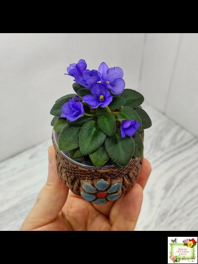 Rob's Twinkle Blue (R.Robinson)