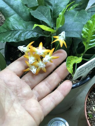 Hoya Multiflora ‘orange flowers’