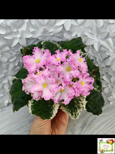 Nik-Обыкновенная Богиня (Н. Булко) 2023 г.