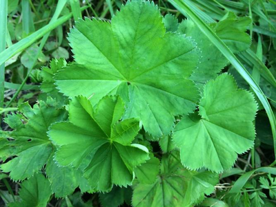 "Лист манжетки" Силиконовый молд  (вайнер)