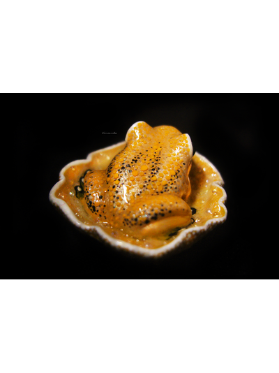 Мини-брошь "Притягивающая солнечный свет", украшение с лягушкой