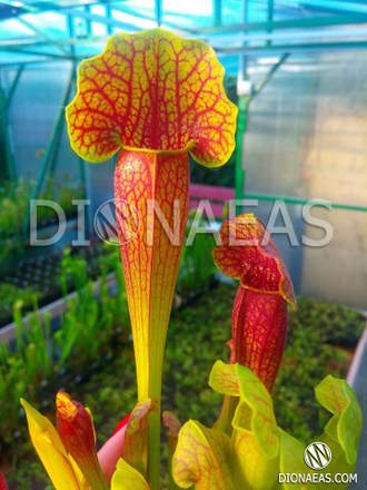 Sarracenia chelsonii hybrid