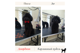 Пудель ДЖОРДЖ