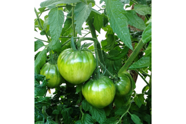 Суровая дыня немцев Поволжья