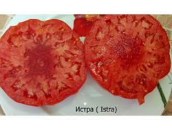 Томат Истра (Istra)