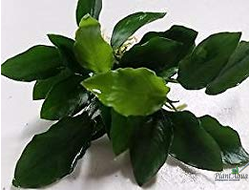 Анубиас Бартери Нана "long wavy" (пластиковый горшок)