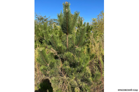 Сосна крымская Черная (Pinus nigra) – фото в солнечную погоду - красовский-сад.рф