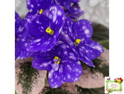 Rivermist Heavenly (J. Baker) (лист посажен 31.10.25)