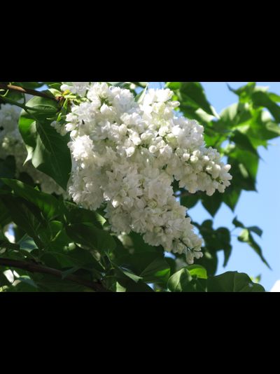 Алиса Хардинг