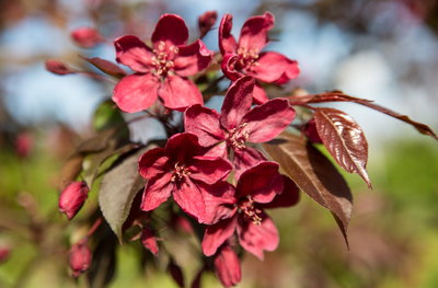 Яблоня 'Royalty'