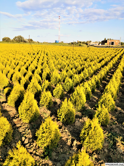 Голден Смарагд в питомнике Красовский-Сад.рф
