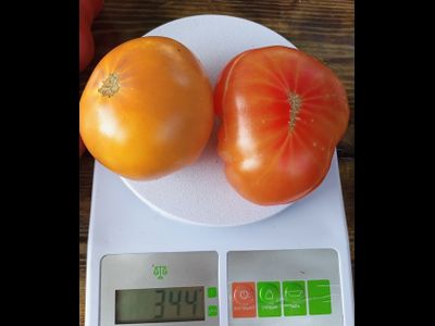 Томат Русский вихрь (Dwarf Russian Swirl) США