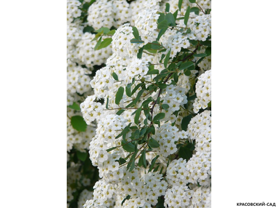 Купить Спирею острозазубренную (аргуту)  в Москве на сайте красовский-сад.рф