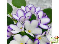 2А-Проба Пера (Е. Кольцова) 2024 г. (сортовая розетка)