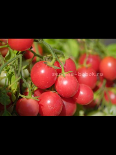 Томат ампельный Korean Creeping (Корейский Стелющийся), 10 шт