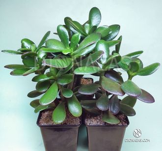 Crassula ovata - Крассула Овата, Крассула овальная, Денежное дерево, Толстянка овальная