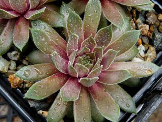 Sempervivum 'ELISABETH’ - розетка