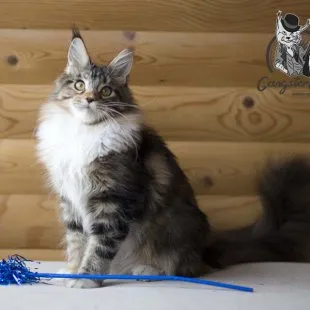 Волгоградский питомник Мейн кунов GangsterCat. Сайт: www.gangstercat.ru Тел: +7 (917) 335-09-66 (WhatsApp, Viber, Telegram), Татьяна.