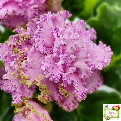 ЛЕ-Медуница (Е. Лебецкая) 2020 г. (сортовая омоложенная розетка)