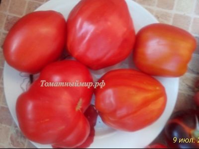 Томат Польская слива тети Сварло (Aunt Swarlo's Polish Plum)