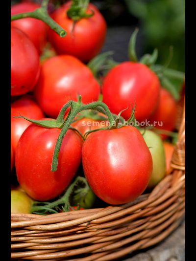 Томат Царица Полей, 10 шт