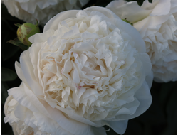 Пион Mothers Choise (Мозерс Чойс)