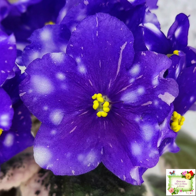 Rivermist Galaxy (J.Baker) (10973) 04/13/2018