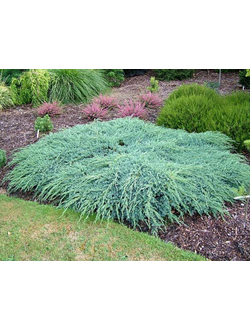 Можжевельник чешуйчатый "Блю Карпет" 20-40