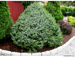 Ель Нана - Nana