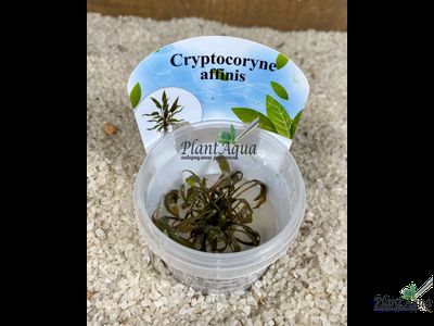 Криптокорина аффинис (меристемная)