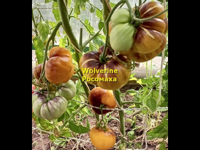 Томат Росомаха (Wolverine)