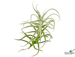 tillandsia Paleacea