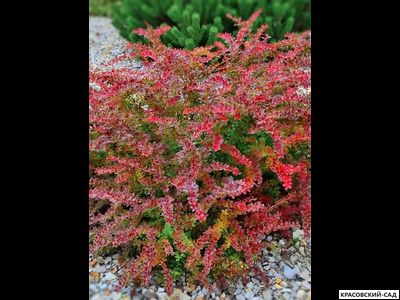 Барбарис Тунберга Голден ринг