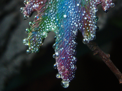 Комплект украшений из серёжек-крылышек и цветочка-кольца "Галлициниум, фея Рассветного Сада"