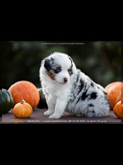 мальчик СИНИЙ ошейничек Д-2025, mas = ЗАБРОНИРОВАН