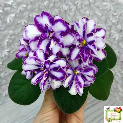 ЮШ-Надюша (Ю.Шаховцева) химера (пасынок из цветоноса укоренённый)