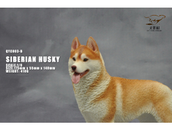 Сибирская хаски (рыжая) - Коллекционная ФИГУРКА 1/6 scale Husky (QYC003B) - QuanYingCun