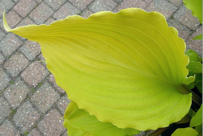 Хоста Holar Sunset Python