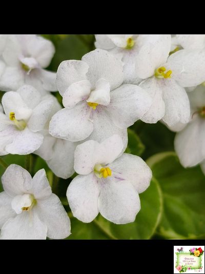 Ва-Банк (Л. Мещерякова) листовая химера (стартер сорт)