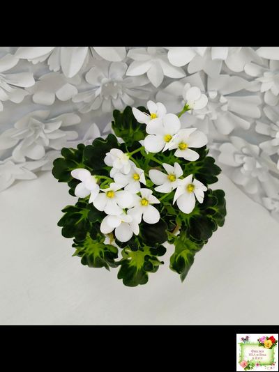 Lullaby (Arndt) (гёрл-лист)