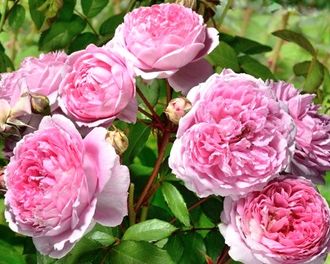 Алан Титчмарш. (Alan Titchmarsh)