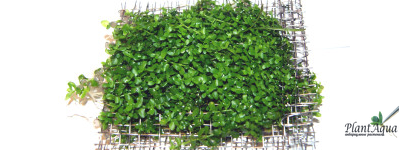 Микрантемум Монте Карло на сеточке